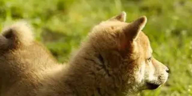 Before enhancement: an enlarged crop of the dog’s head from the low-resolution original